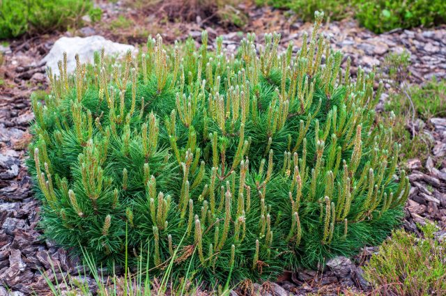 Природная форма «Мугус» — выбор для тех, кому нужен объем. Это выносливое растение со временем вырастает в пышный куст до 2 метров, создавая в саду атмосферу настоящего дикого высокогорья и наполняя воздух густым ароматом хвои. А пока растёт — украшает альпийскую горку или передний план цветника своими изумрудными пушистыми лапами.
