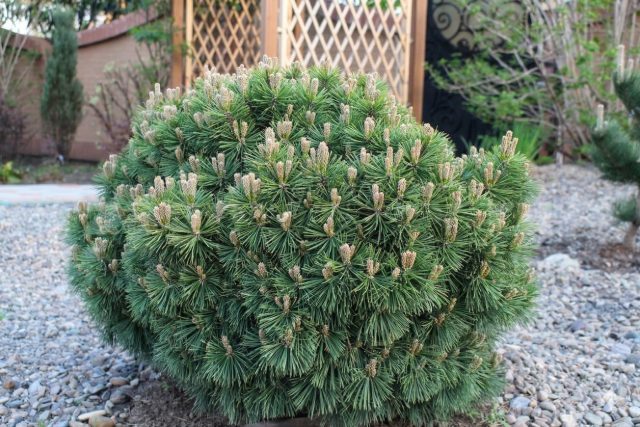 Настоящий миниатюрный шедевр — сорт «Гном». Растет крайне медленно, формируя крошечный и очень густой темно-зеленый шар. Это идеальный житель для контейнеров на балконе или террасе, который десятилетиями не перерастет свое место.