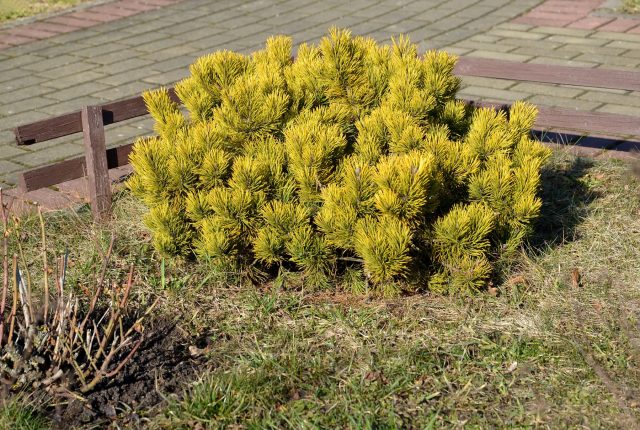 Миниатюрный и невероятно яркий сорт «Офир» ценится за свою окраску. Зимой его плотный шаровидный кустик становится почти оранжевым на солнце, создавая уникальный и броский цветовой акцент на фоне белого снега или темных хвойных.