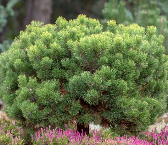 Сосна горная — лучшее хвойное для маленького участка - Цветник и ландшафт Сосна горная — лучшее хвойное для маленького участка