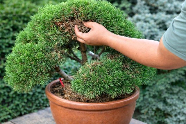 Чтобы сосна не болела, обеспечьте ей максимум солнца и хороший дренаж. Помните, что внутри густой кроны по мере взросления скапливается опад, который нужно вычищать вручную, чтобы избежать застоя влаги и грибковых инфекций, особенно при выращивании в тесном контейнере.