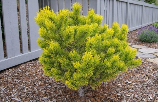 Сорт «Винтер Голд» — это настоящий хамелеон для вашего сада. С наступлением холодов его изумрудная хвоя вспыхивает ярким, насыщенным золотом, согревая пейзаж своим «солнечным» видом в самые пасмурные зимние дни.