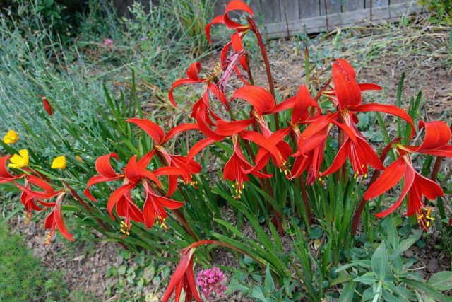 В саду спрекелия работает как эффектный сезонный акцент: её высаживают группами на солнечных участках или альпийских горках. После цветения спрекелия сохраняет декоративность за счёт стройных листьев и аккуратного силуэта.