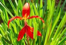 Спрекелия прекраснейшая, как приручить лилию ацтеков в своем саду
