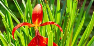Спрекелия прекраснейшая, как приручить лилию ацтеков в своем саду