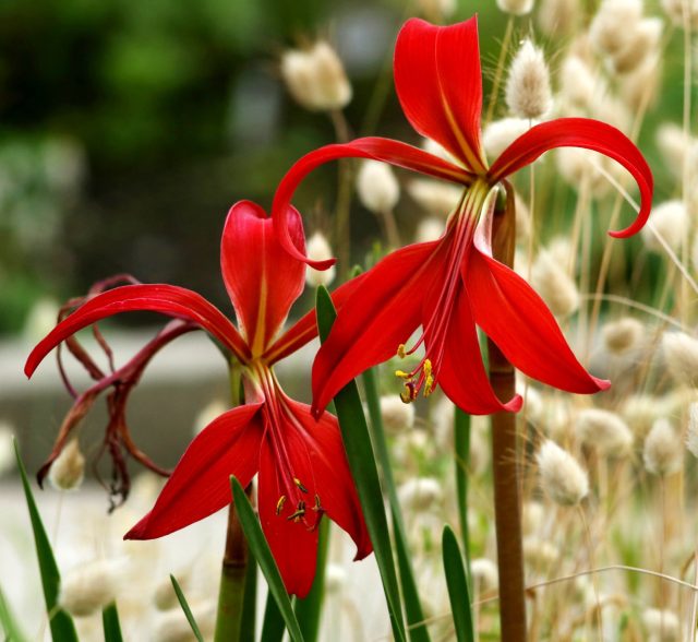 Спрекелия родом из засушливых районов Мексики, поэтому сочетает экзотическую внешность и удивительную выносливость. Эта луковичная культура формирует один крупный цветок с идеальной симметрией, благодаря чему спрекелия часто напоминает редкую орхидею.