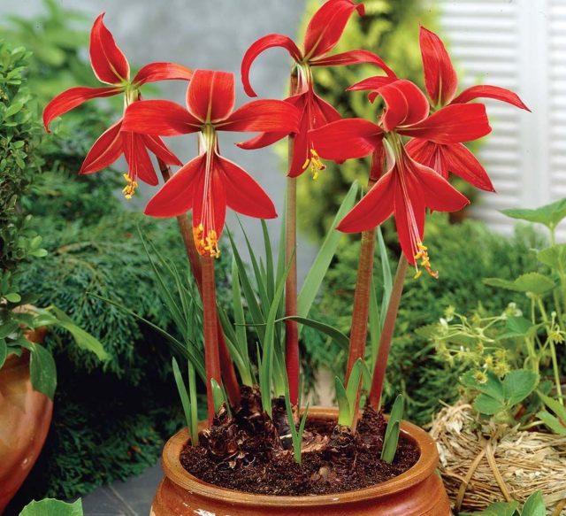 При правильной посадке спрекелия развивается стремительно: от пробуждения луковицы до цветения проходит всего несколько недель. Главное условие — лёгкий дренированный грунт и умеренный полив, поскольку спрекелия крайне чувствительна к застою влаги.