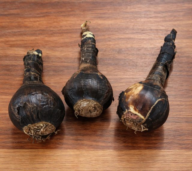 Спрекелию выкапывают целиком вместе с луковицей, корнями и увядающими листьями, давая им полностью высохнуть. Только после естественного отмирания растение очищают и отправляют луковицу на сухое хранение до весны.