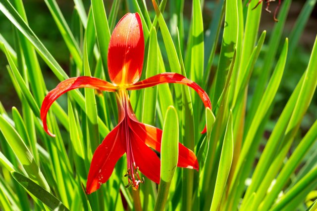 Спрекелия прекраснейшая, как приручить лилию ацтеков в своем саду