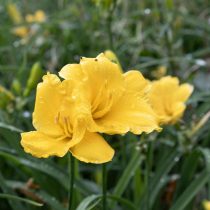 Лилейник «Стелла де Оро» (Hemerocallis 'Stella de Oro')