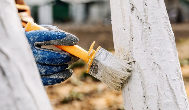 Перед побелкой стволы очищают от мха, лишайников и отслоившейся коры, а повреждения обрабатывают и замазывают. Состав наносят тонким слоем от земли до 1–1,5 м, захватывая основания ветвей, в сухую погоду при температуре выше +3 °C.