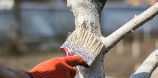 Стоит ли белить деревья весной? Разбираемся раз и навсегда