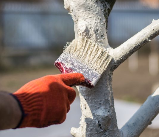 Стоит ли белить деревья весной? Разбираемся раз и навсегда