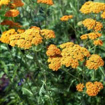 Тысячелистник «Терракотта» (Achillea 'Terracotta')