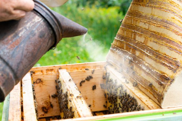 Варроа — скрытый фактор, который разрушает семьи изнутри. Без контроля клеща даже сильная пасека теряет устойчивость. Летняя обработка — это инвестиция в осеннее здоровье и зимовку.