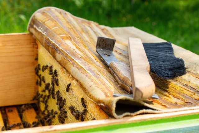 Дно улья — индикатор здоровья семьи. Подмор, сырость и загрязнения создают идеальные условия для болезней. Простая чистка на старте сезона часто решает больше проблем, чем любые последующие обработки.