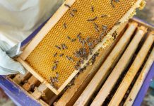 Уход за ульем круглый год: обязательные работы по сезонам