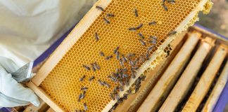 Уход за ульем круглый год: обязательные работы по сезонам