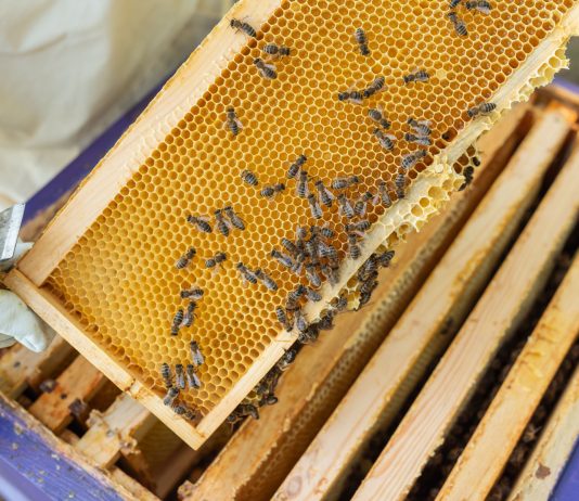 Уход за ульем круглый год: обязательные работы по сезонам