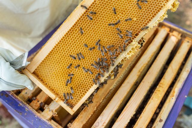 Уход за ульем круглый год: о чём надо знать новичку