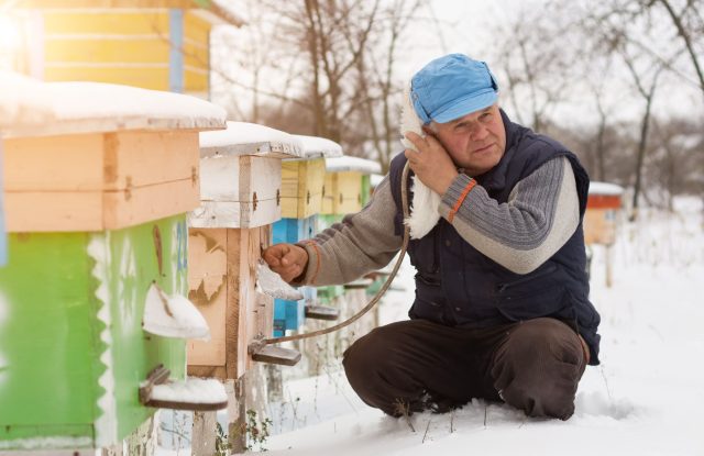 Звук улья зимой — это единственный безопасный способ диагностики. Ровный гул означает стабильность, тревожный шум — проблему. Опыт приходит с практикой, но базовые сигналы слышны сразу.