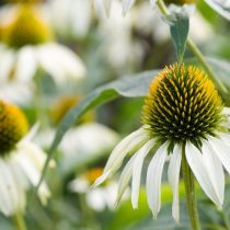 Эхинацея «Уайт Свон» (Echinacea 'White Swan')