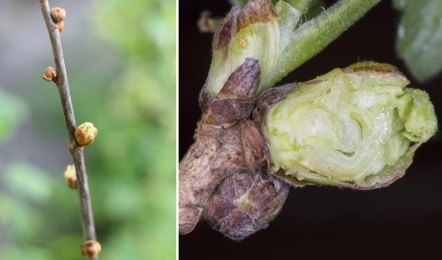Почки смородины могут рассказать о состоянии куста больше всего. Нормальные почки небольшие и плотные, а вздутые и округлые часто поражены почковым клещом (пример на фото) — вредителем, который зимует внутри и способен полностью лишить куст урожая.