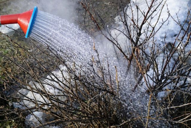 Весной, пока почки ещё спят, кусты смородины можно пролить горячей водой из лейки. Кратковременный душ температурой около 80 °C уничтожает зимующих вредителей и споры грибков на коре, не повреждая само растение.