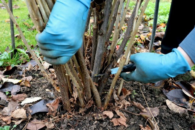 У чёрной смородины основной урожай формируется на ветках возрастом 2–3 года. Старые побеги постепенно теряют продуктивность, поэтому их вырезают у основания, стимулируя рост молодых замещающих ветвей.