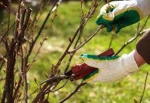 Весенний уход за смородиной: что важно сделать до начала цветения