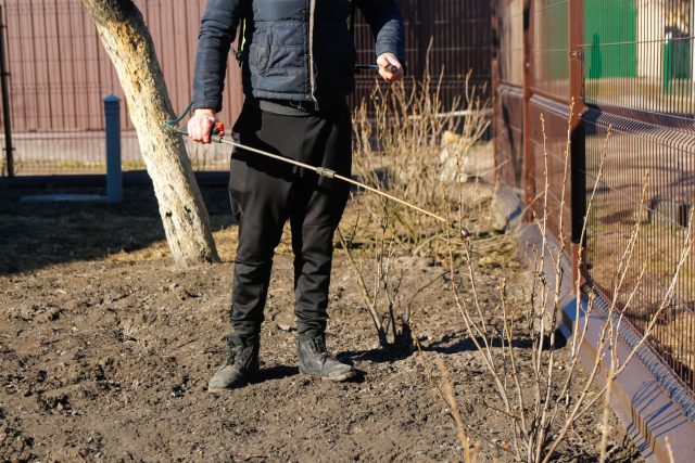 Ранневесеннее опрыскивание защищает смородину от грибковых болезней и вредителей. Обработку проводят до распускания почек, тщательно смачивая ветки и основание куста, где зимуют споры грибков и личинки насекомых.