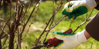 Весенний уход за смородиной: что важно сделать до начала цветения