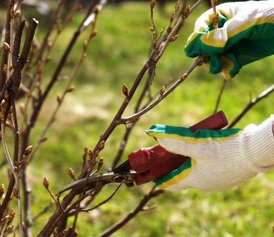 Весенний уход за смородиной: что важно сделать до начала цветения