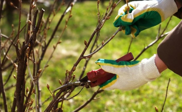 Весенний уход за смородиной: что важно успеть до начала цветения