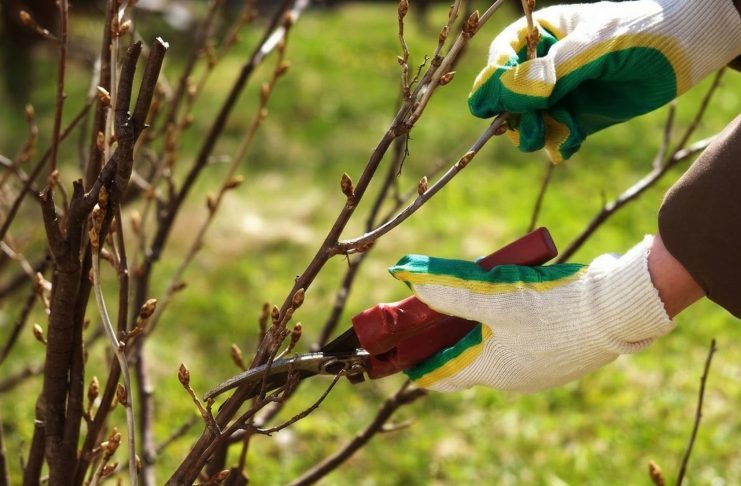 Весенний уход за смородиной: что важно сделать до начала цветения