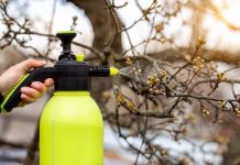 Сад без парши и плодожорки — правила весенней обработки