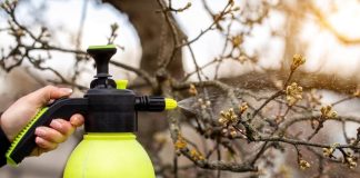 Сад без парши и плодожорки — правила весенней обработки