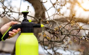 Сад без парши и плодожорки — правила весенней обработки