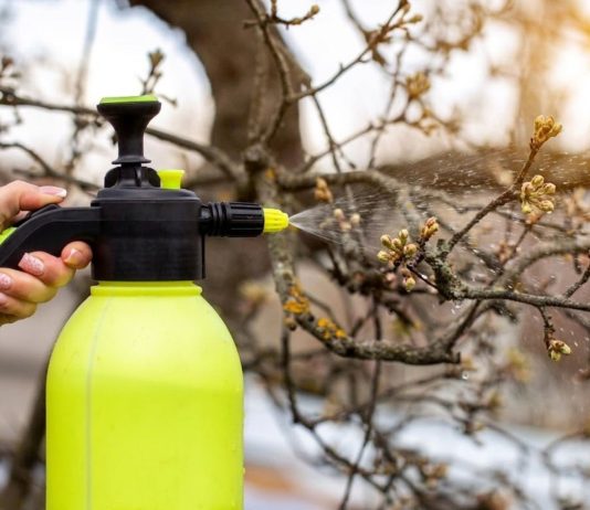 Сад без парши и плодожорки — правила весенней обработки