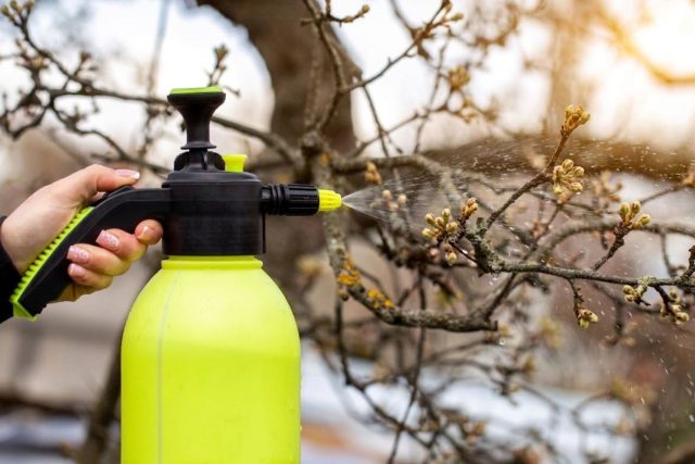 Сад без парши и плодожорки — правила весенней обработки