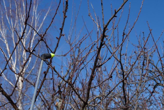 Пока почки ещё закрыты, можно уничтожить зимующие формы вредителей и грибков в коре и почве. Это единственный момент, когда допустимы сильные концентрации препаратов без риска повредить растение.