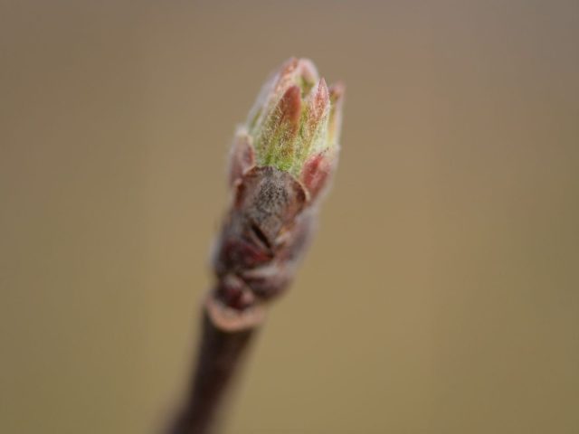 С появлением первых листьев начинается активная фаза заражения паршой. Молодые ткани особенно уязвимы, и если не защитить их сейчас, инфекция закрепится и будет развиваться весь сезон.