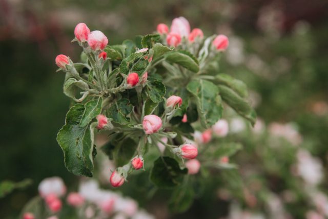 До раскрытия бутонов цветоед откладывает яйца прямо внутрь будущих цветков. Если пропустить этот момент, значительная часть урожая будет потеряна ещё до начала цветения.