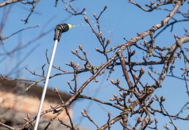 Пока деревья только просыпаются, в коре и опавшей листве уже активизируются споры грибков и зимующие вредители. Именно в этот момент их проще всего остановить — позже они закрепятся и начнут массовое размножение.