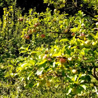 Три сорта яблок на одной яблоне в моем саду