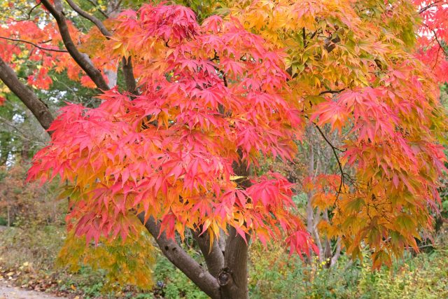 Главный герой японских садов: ажурная крона, тонкая графика листа и бесконечное разнообразие сортов. Но за этой красотой — чувствительность к морозам, ветру и почвам, поэтому успех всегда зависит от микроклимата.