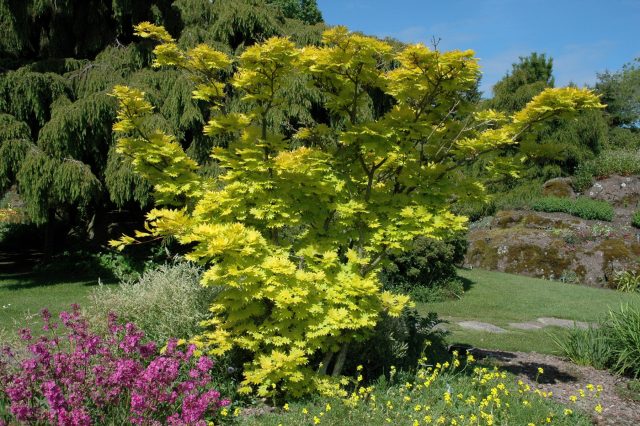 Более редкий и «медитативный» по характеру клён с мягкими округлыми листьями и сложной осенней палитрой. Требует стабильной влажности воздуха и защищённого места, иначе теряет декоративность и развивается медленно.
