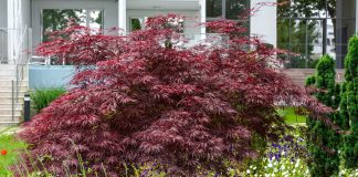 Декоративные клёны в саду: какие виды и сорта стоит выращивать