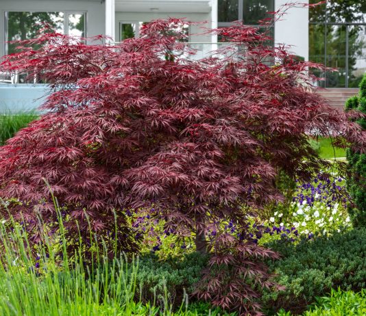 Декоративные клёны в саду: какие виды и сорта стоит выращивать