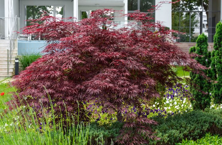 Декоративные клёны в саду: какие виды и сорта стоит выращивать